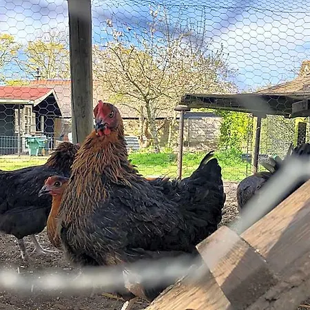 Hoeve Te Gast - Vakantieboerderij 3*